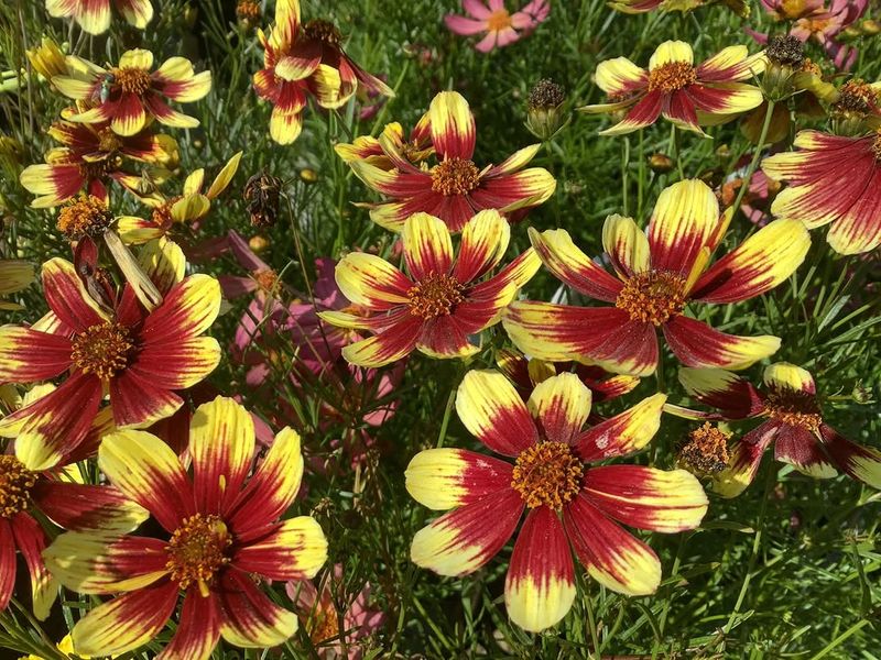 Threadleaf Coreopsis 