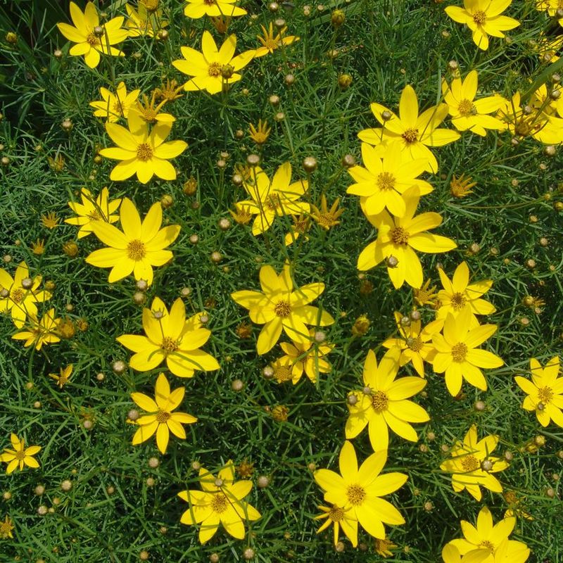 Threadleaf Coreopsis Lights Up Late May