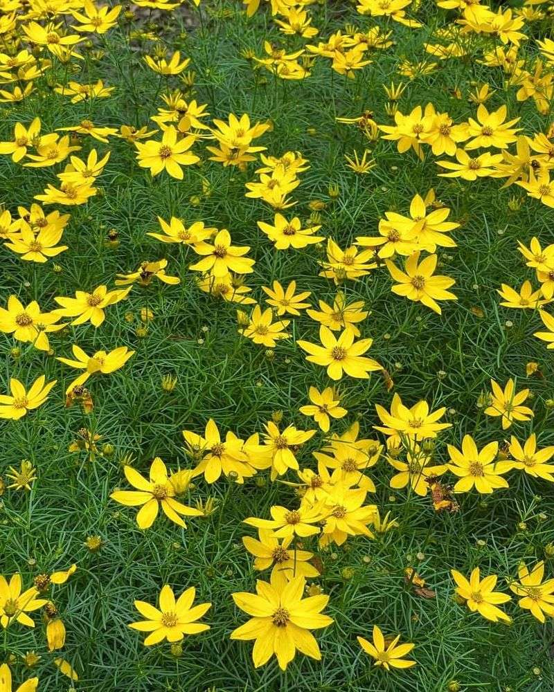 Threadleaf Coreopsis Threadleaf Coreopsis