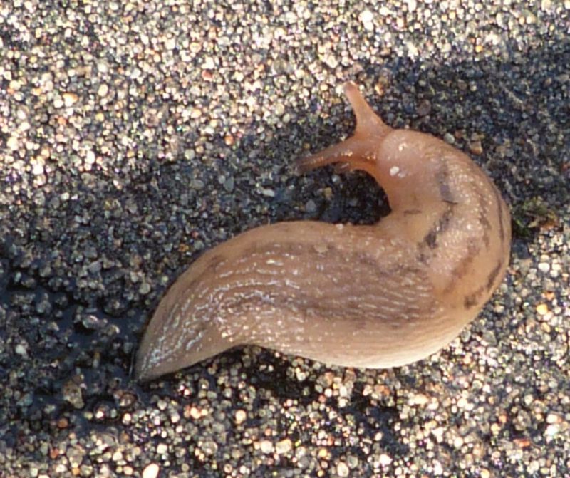 Threeband Garden Slug
