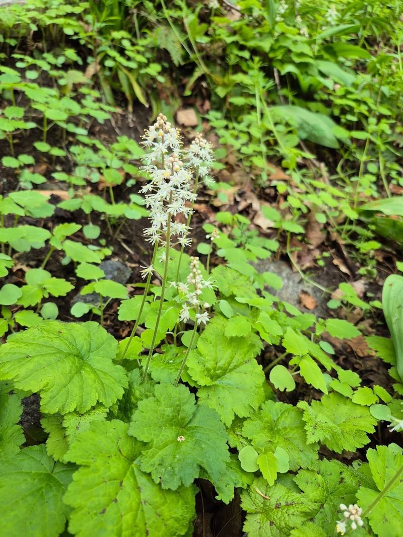 Threeleaf Foamflower