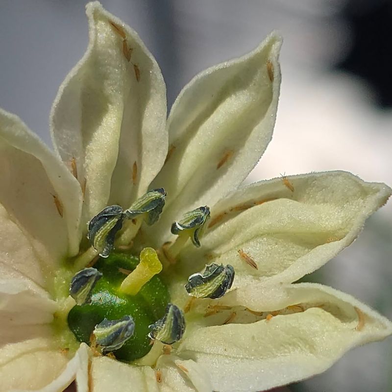 Thrips