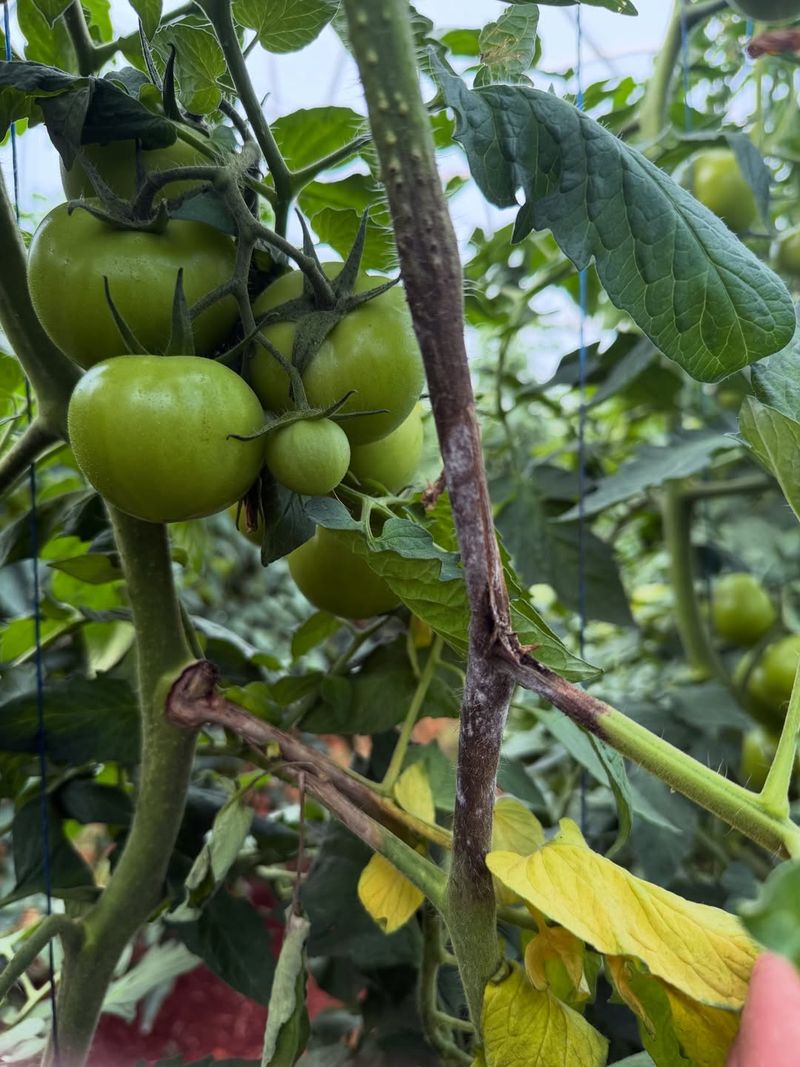 Thrips Damage Is Often Mistaken For Heat Stress Or Nutrient Problems