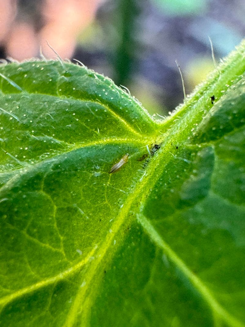 Thrips Damage Often Starts Before North Carolina Gardeners Even Notice It