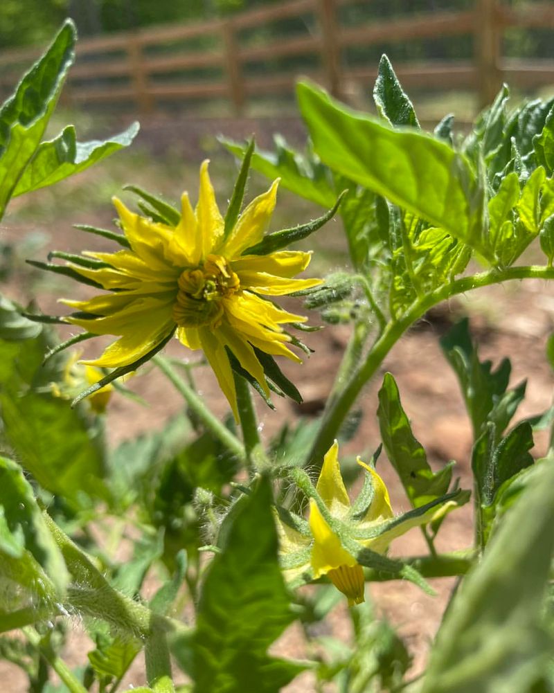 Thrips Hide Deep Inside Tomato Flowers During May