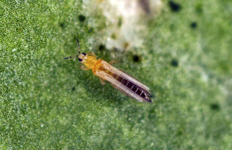 Thrips