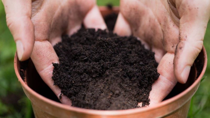 Throwing Away Potting Soil Wastes Organic Matter Gardens Can Still Use Throwing Away Potting Soil Wastes Organic Matter Gardens Can Still Use