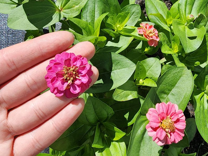 Thumbelina Zinnias Fit Small Pots And Front Borders Thumbelina Zinnias Fit Small Pots And Front Borders