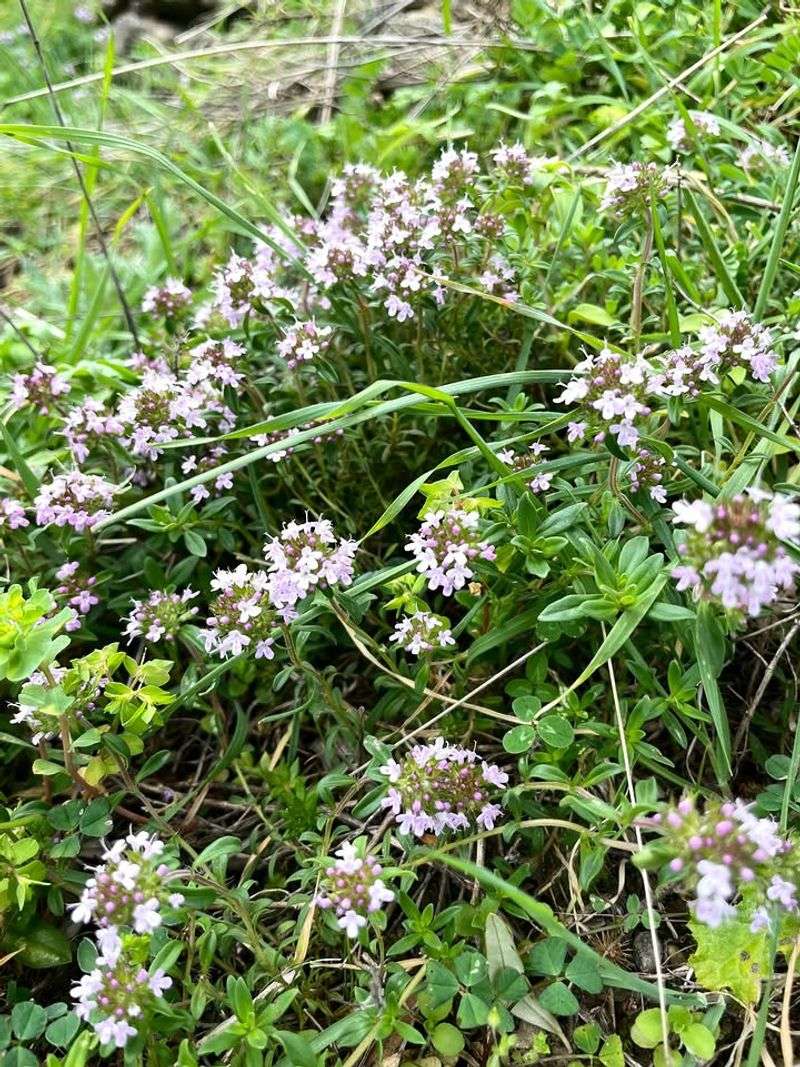 Thyme Thyme