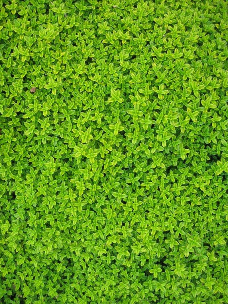 Thyme
