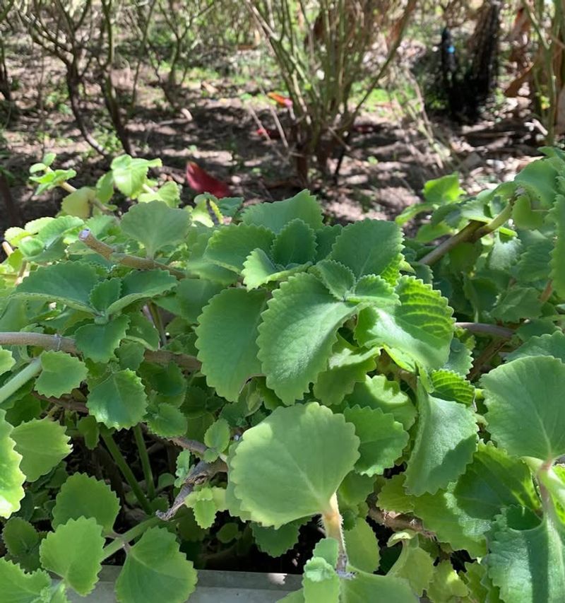 Thyme Thyme