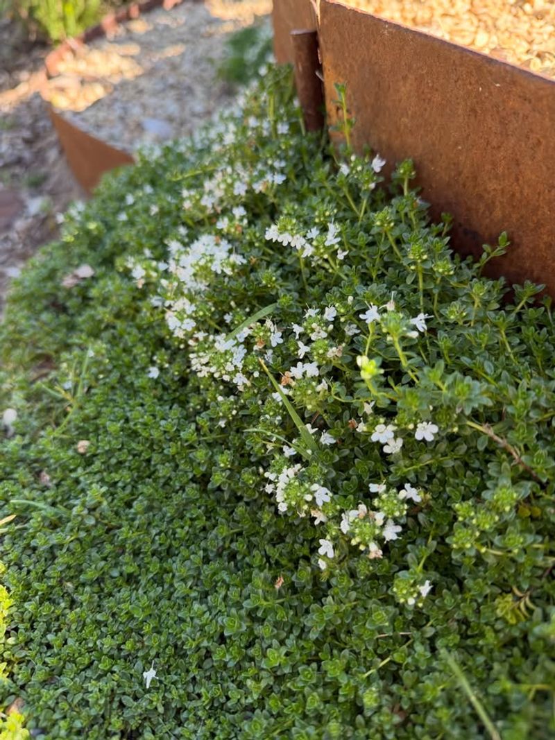 Thyme