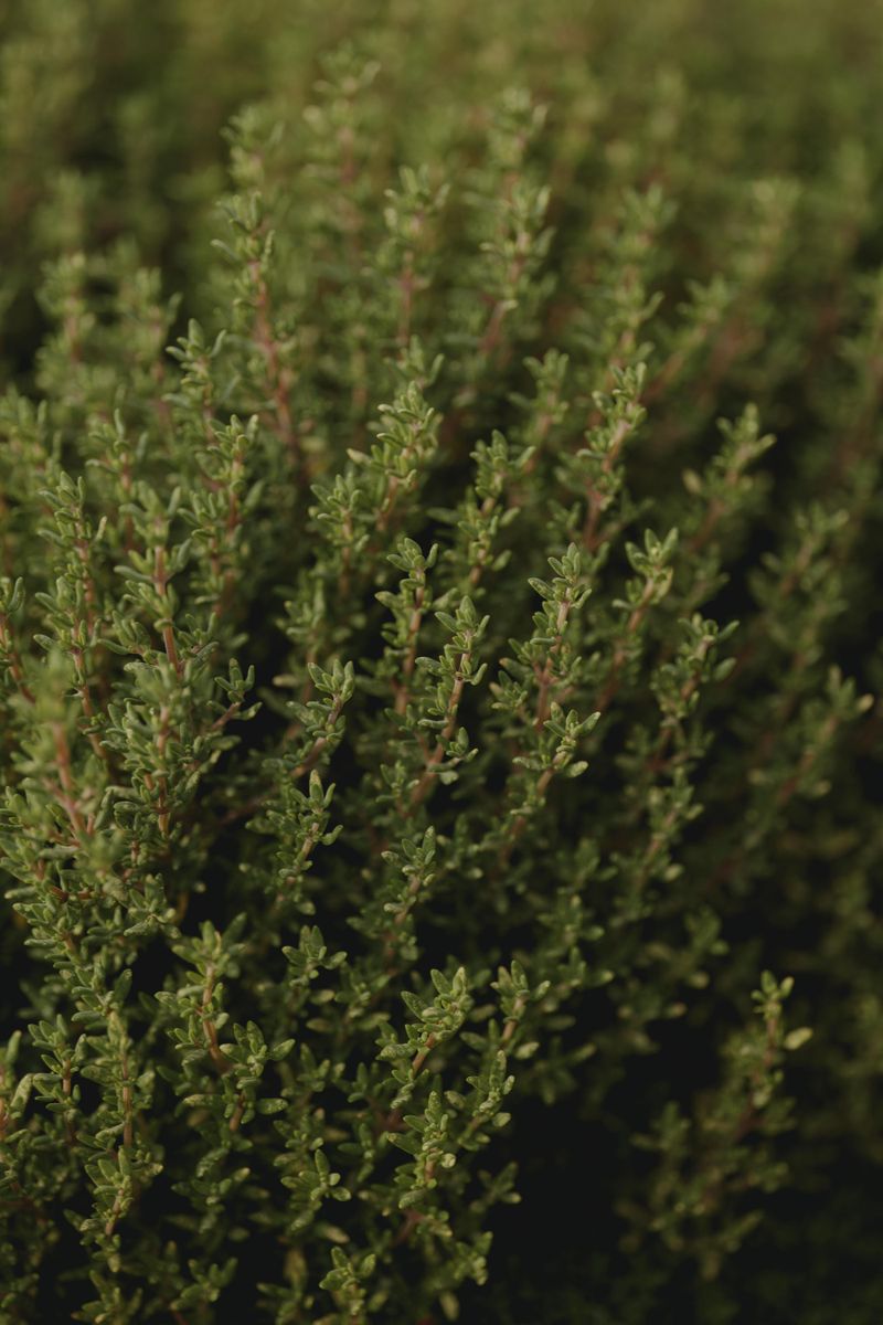 Thyme, A Low-Growing Herb That Works Harder Than It Looks
