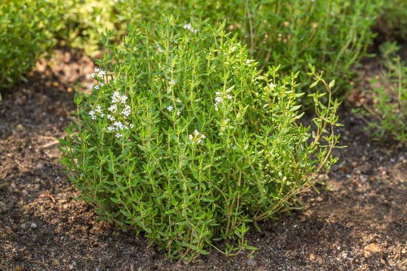 Thyme Fills Out With Sun And Good Drainage