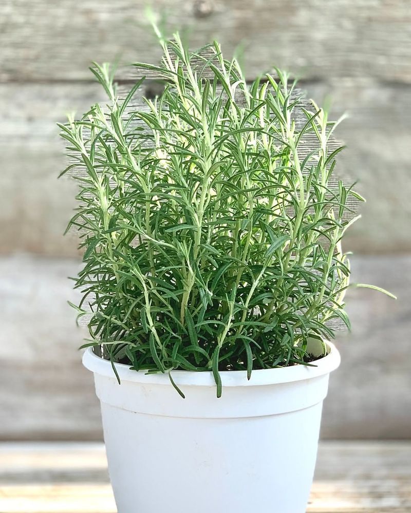 Thyme Releases A Strong Scent In Hot Weather