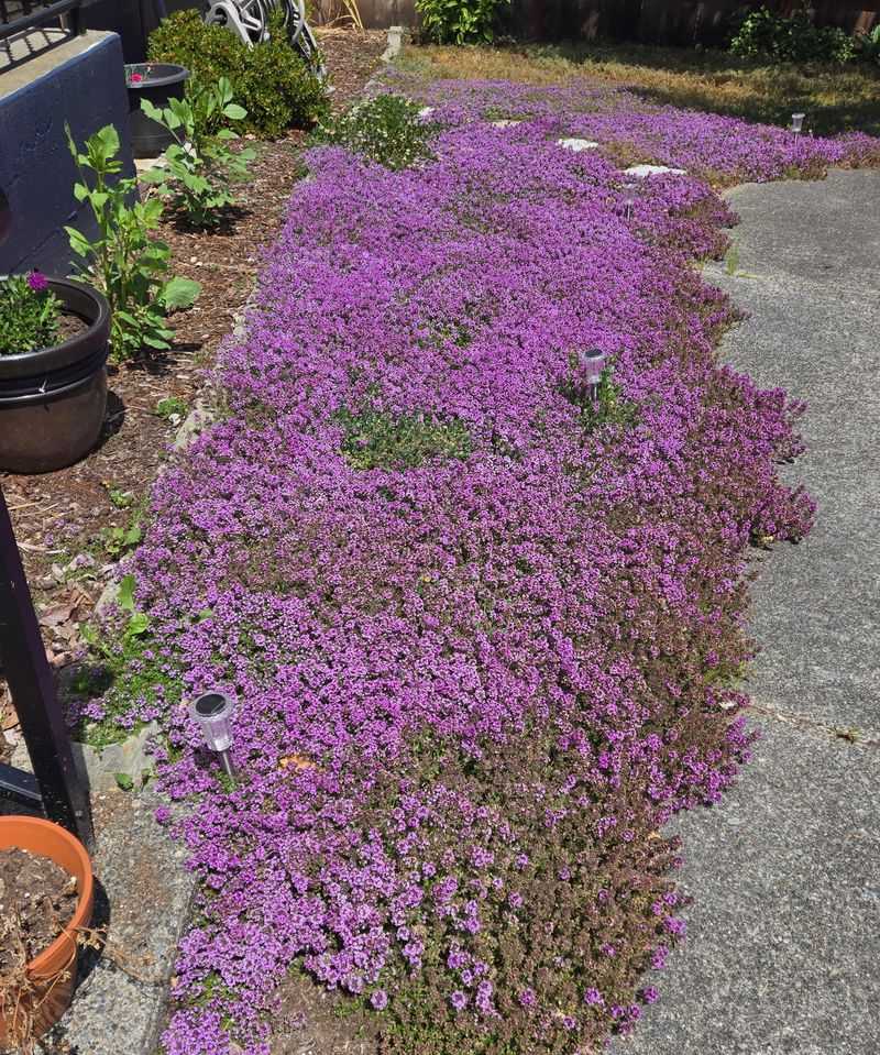 Thyme Tucks Beautifully Along Sunny Borders