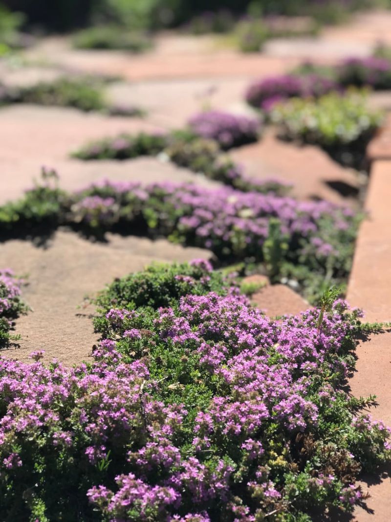 Thyme Tucks Into Sunny Patio Gaps