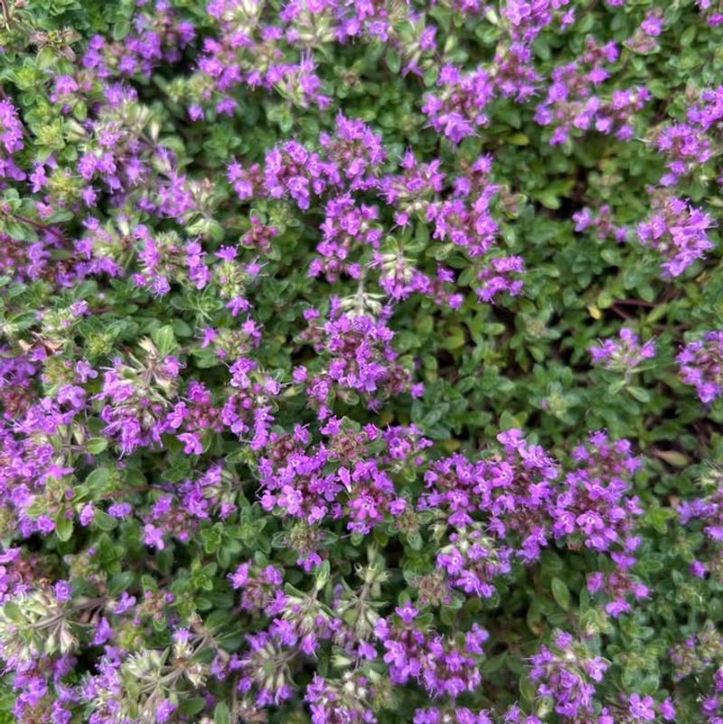 Thyme