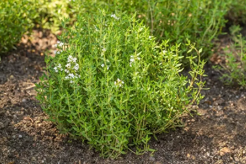 Thyme Thyme
