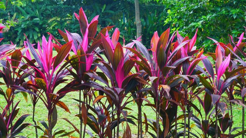Ti Plant Brings Height And Tropical Color