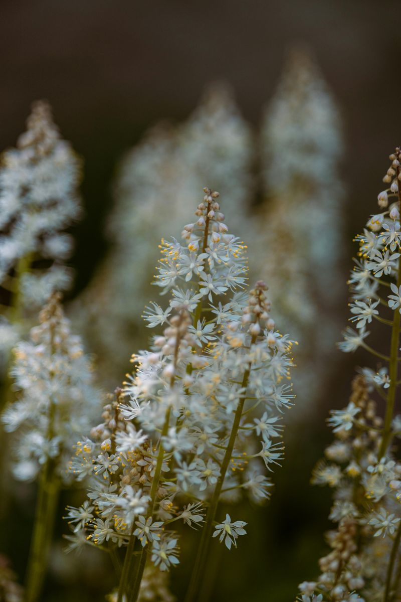 Tiarella Cordifolia