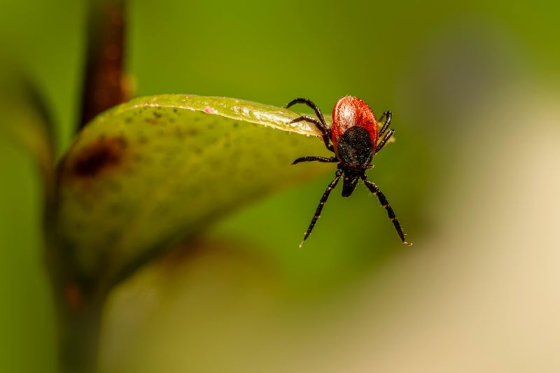 Tick Checks Are A Simple But Reliable Step After Any Time Outside