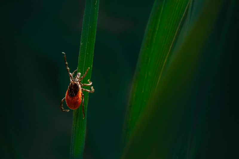 Ticks Quest More Effectively From Taller Grass Blades