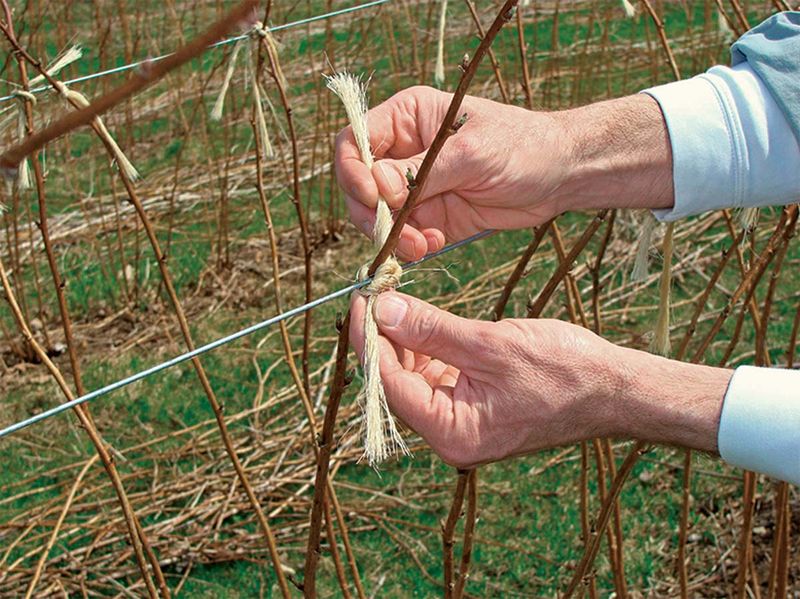 Tie Canes Before They Flop