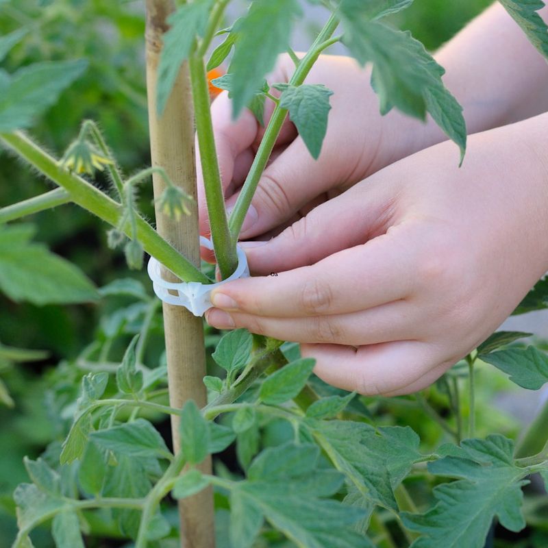 Tie Stems To Supports Before They Flop