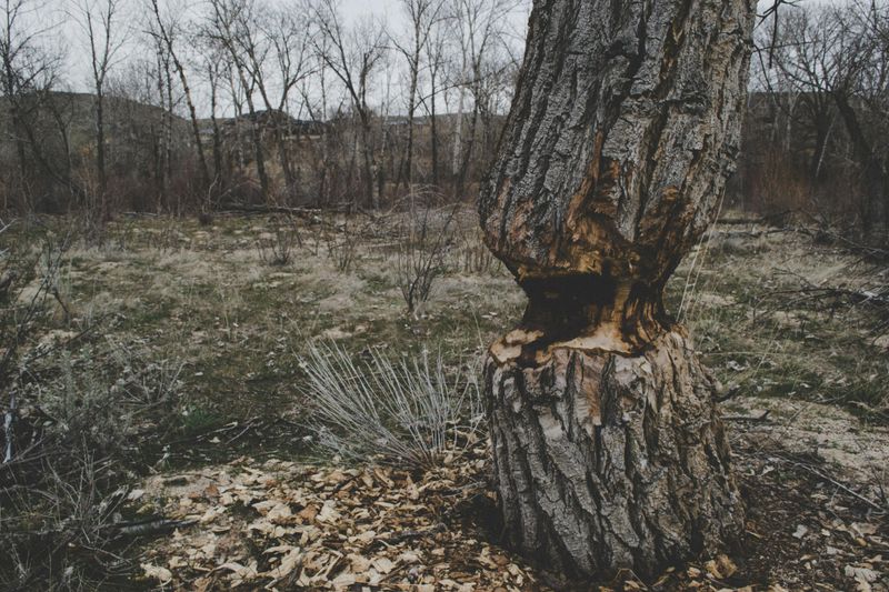 Timber Trespass And Treble Damages Under Iowa Code 658.4 Timber Trespass And Treble Damages Under Iowa Code 658.4