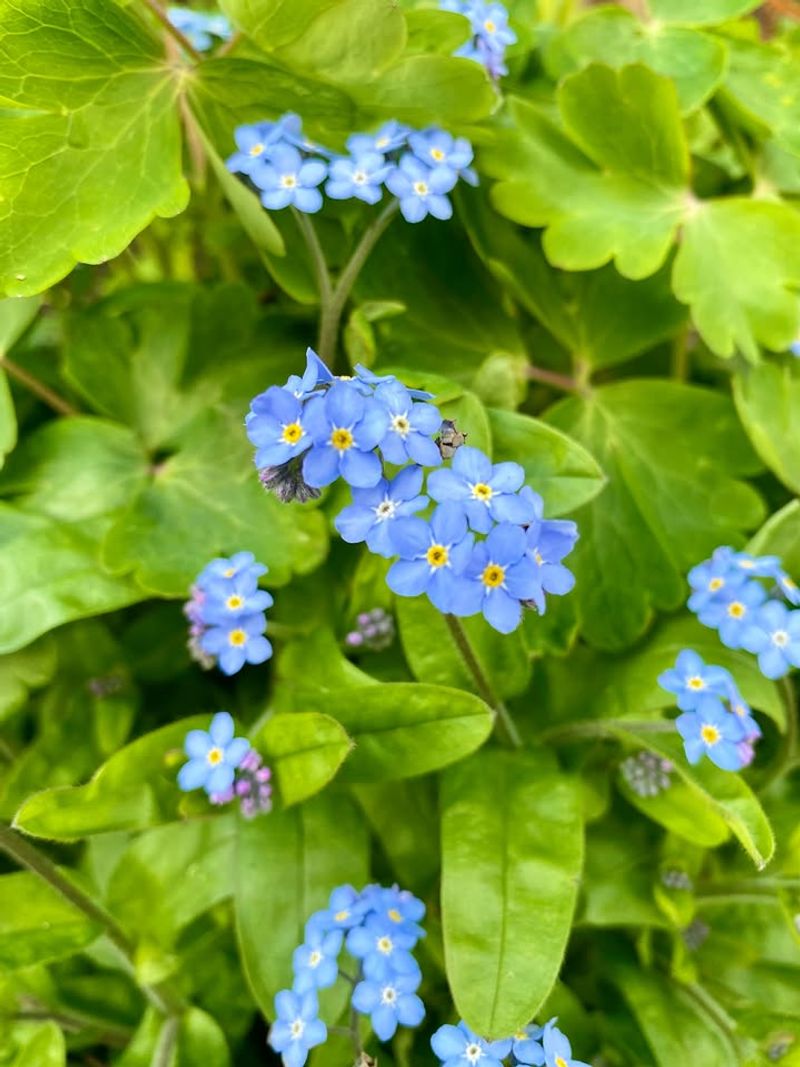 Tiny Blue Flowers Fill Bare Spots Quickly Tiny Blue Flowers Fill Bare Spots Quickly