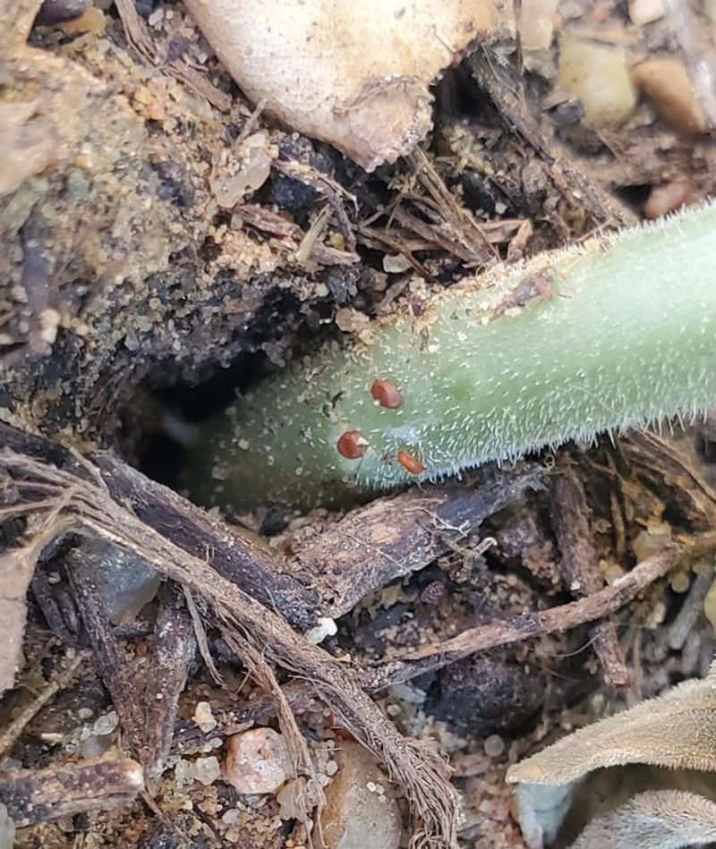 Tiny Bronze Colored Eggs Often Appear Near The Base Of Squash Stems