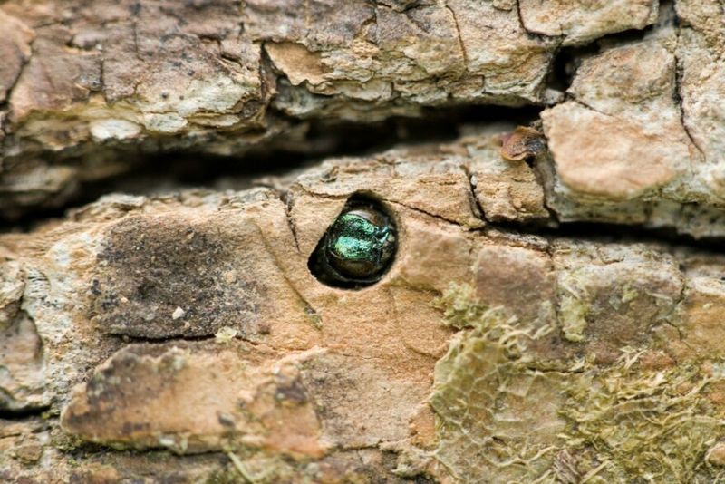 Tiny D Shaped Exit Holes In The Bark