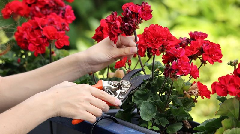 Tiny Pests Can Ruin Geranium Blooms Fast In Michigan