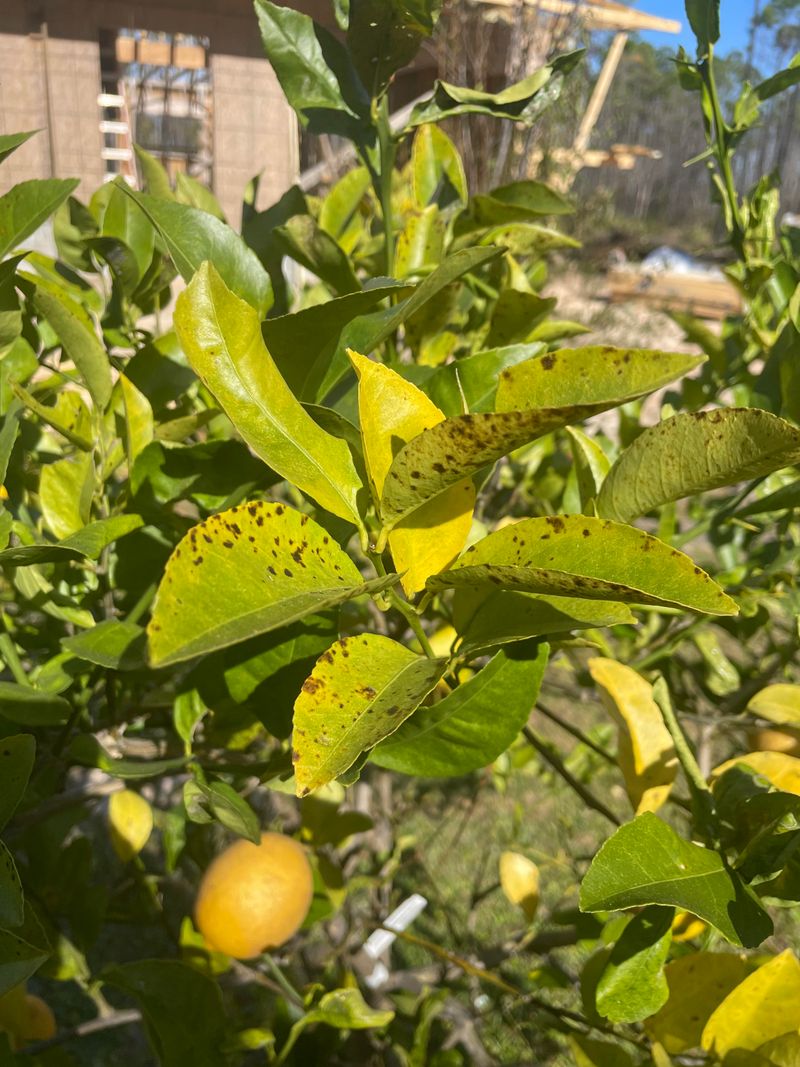 Tiny Pests Can Steal That Healthy Green Color