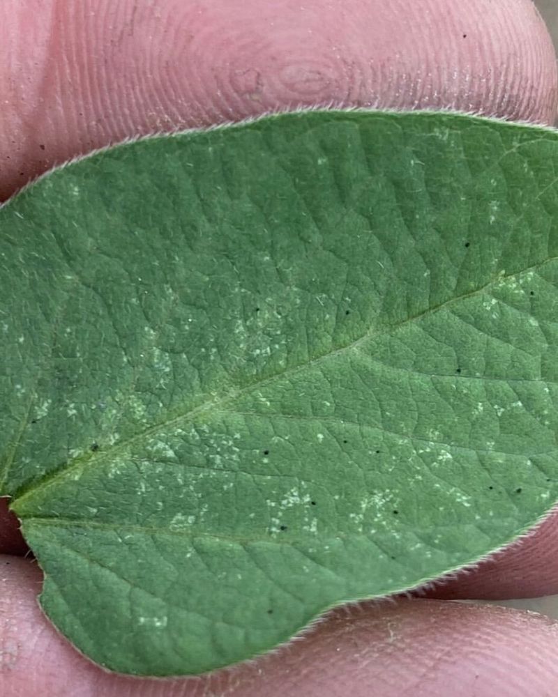 Tiny Speckles Point To Spider Mites
