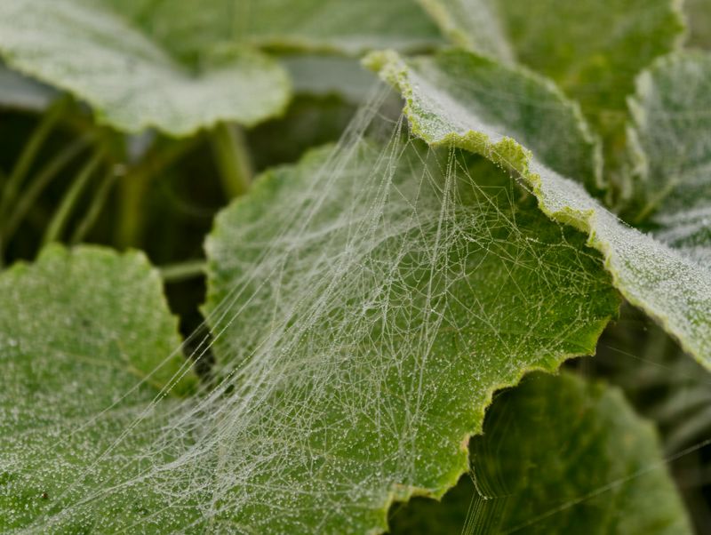 Tiny Webbing On Leaves And Stems