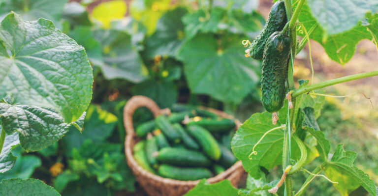 Tips For Growing Cucumbers In Minnesota (And Actually Harvesting Them)