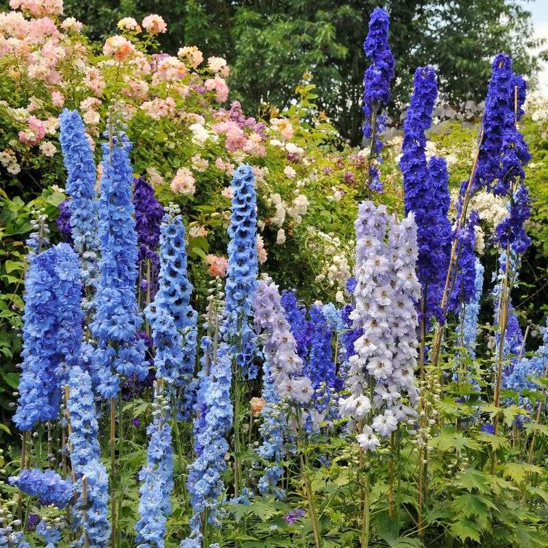 Tips To Actually Keep Delphiniums Alive In Pennsylvania