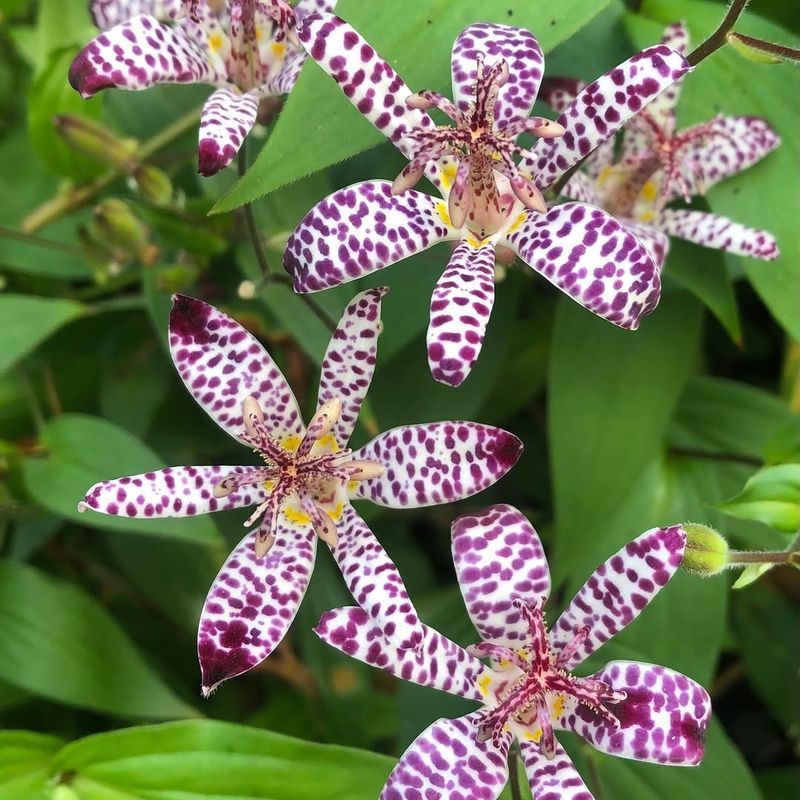 Toad Lily