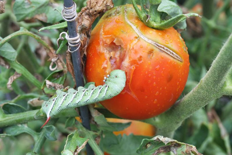 Tobacco Hornworm Feeding On Pennsylvania Pepper And Tomato Plants