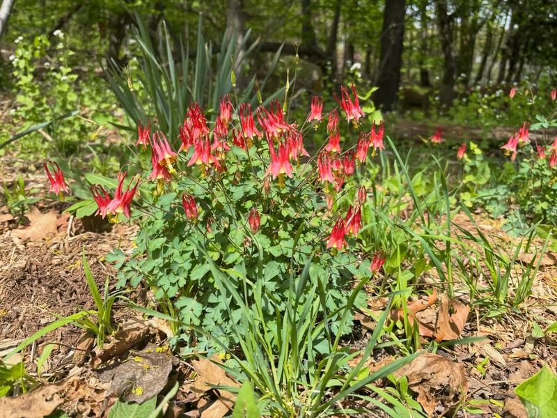 Tolerates Poor, Rocky, Or Well-Drained Soil