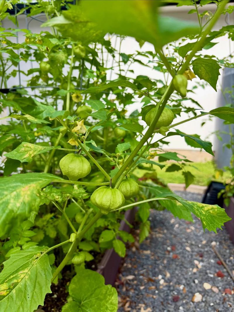 Tomatillos (Physalis philadelphica)