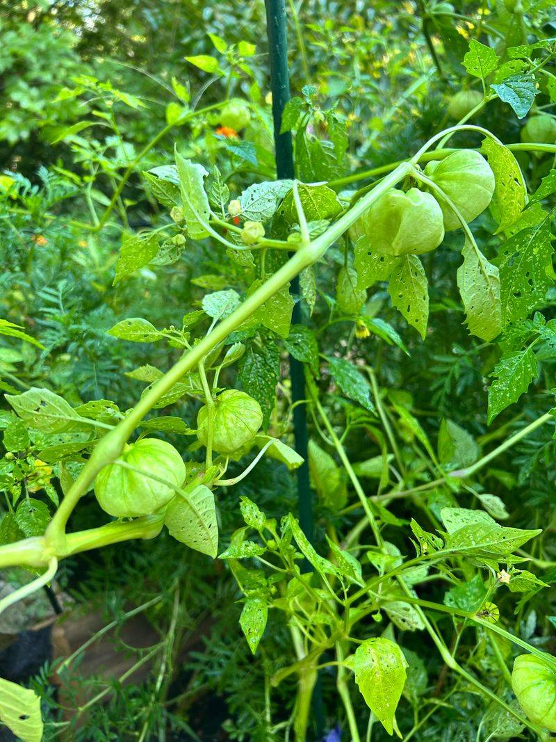 Tomatillos Tomatillos