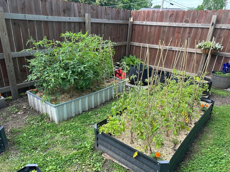 Tomato Beds