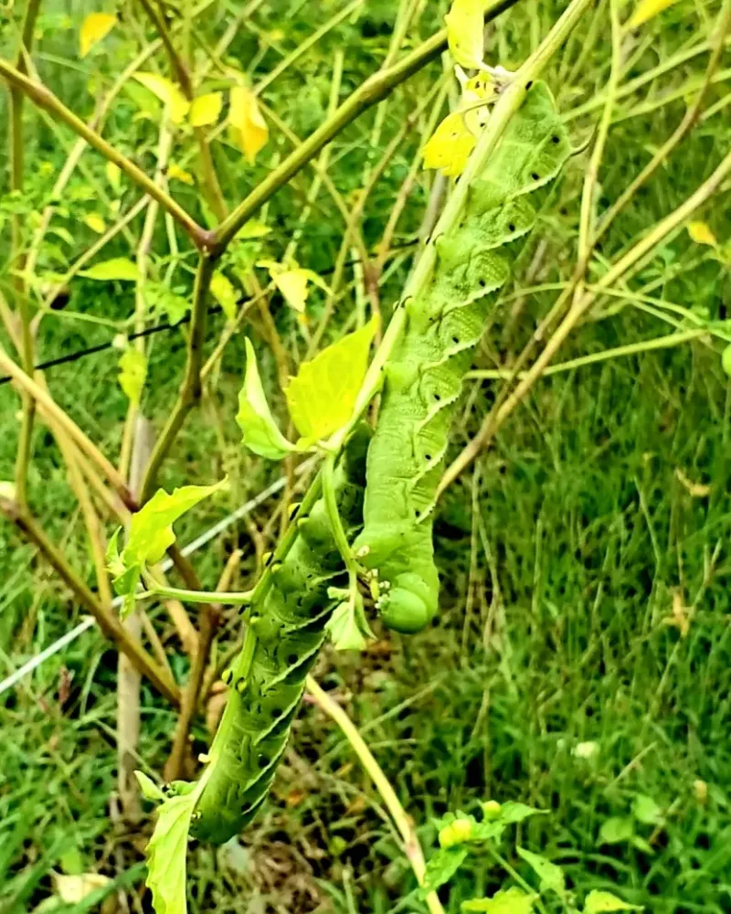 Tomato Hornworm Invasion On Pennsylvania Vegetable Gardens