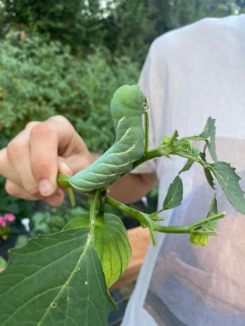 Tomato Hornworms
