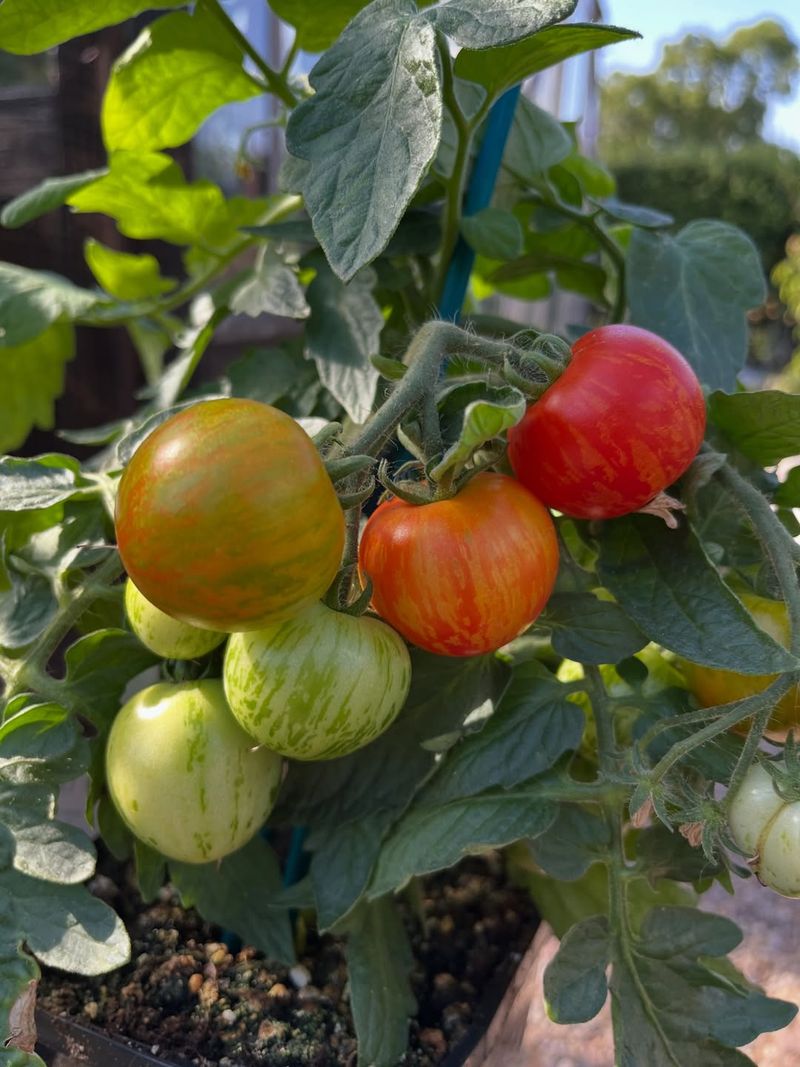 Tomato Plants React Poorly To Heavy Fertilizer In Heat Tomato Plants React Poorly To Heavy Fertilizer In Heat