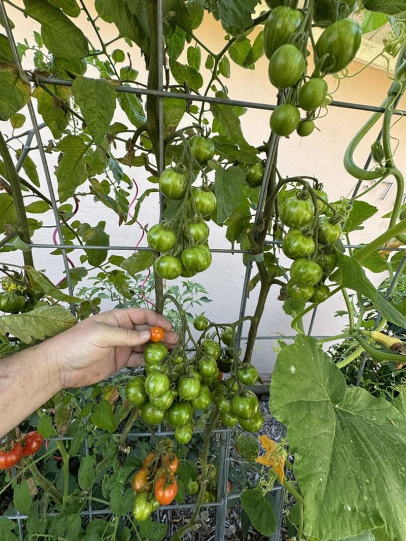 Tomatoes