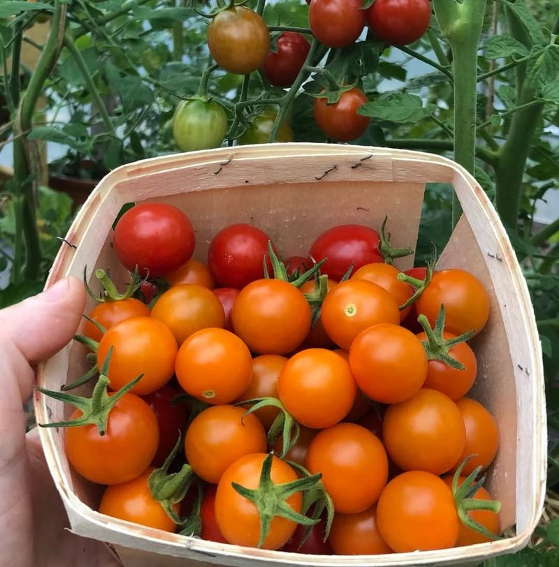 Tomatoes